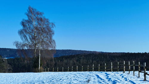 Trees on field against clear blue sky during winter