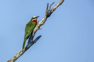 Low angle view of bird perching on branch