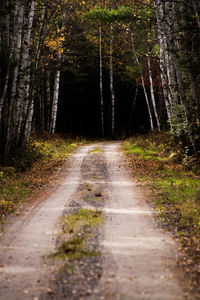 Road amidst trees in forest