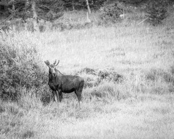 View of deer on field