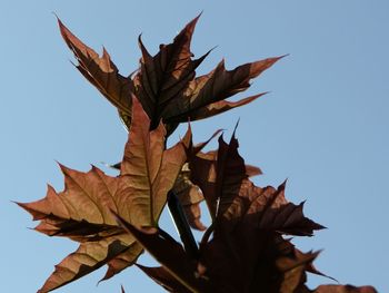 Low angle view of maple leaf against clear sky