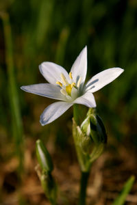 Close-up of white flowering plant