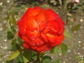 Close-up of red rose blooming outdoors