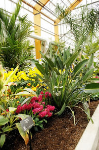 Potted plants in greenhouse