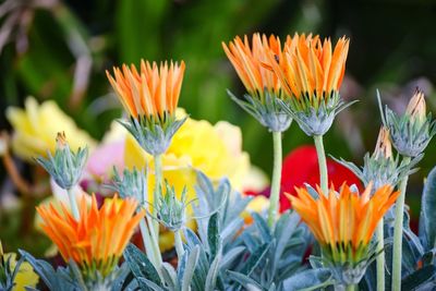 Close-up of orange flowering plants