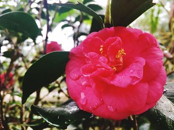 Close-up of pink flower blooming outdoors