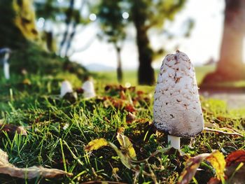 Close-up of mushroom growing on field