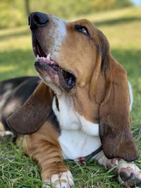 Close-up portrait of dog in the park