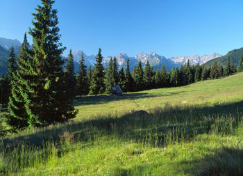 Trees on landscape against clear sky