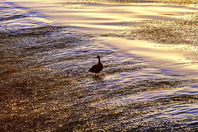 Birds swimming in lake during sunset