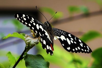 Close-up of butterfly on leaf
