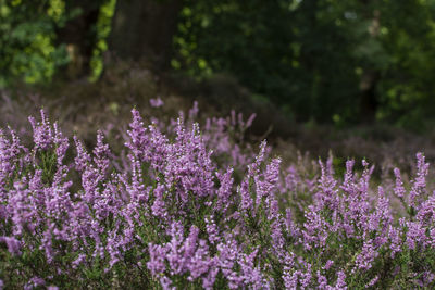 Close-up of purple flowers on field