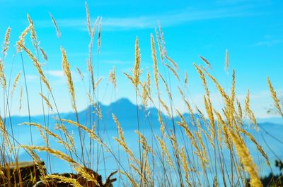 Close-up of stalks against blue sky an mount pilatus