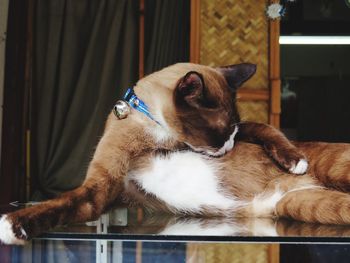 Close-up of dog sitting at home