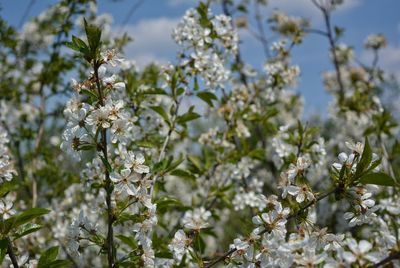 Close-up of white flowering plant