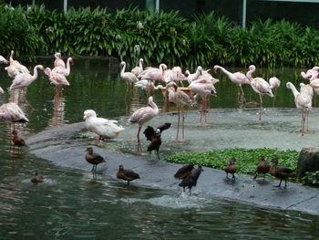 Flock of birds in lake