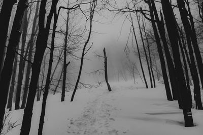 Bare trees on snow covered land against sky