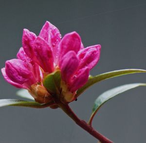 Close-up of pink flower