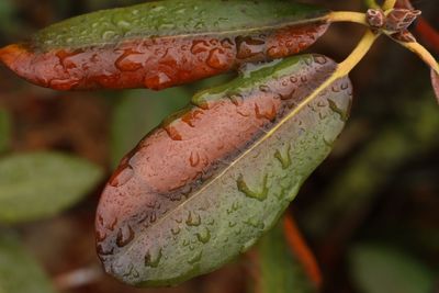 Close-up of fresh green leaf