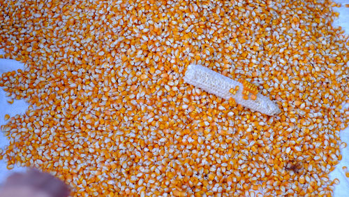 Close-up of orange on plant