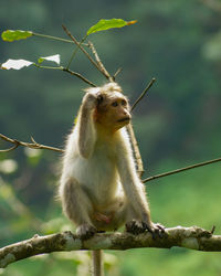 Close-up of monkey