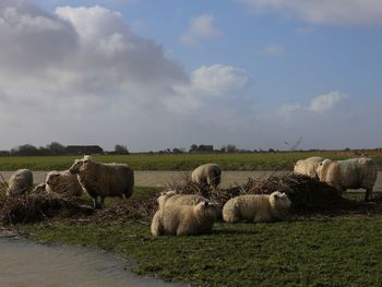 Sheep grazing in field against sky