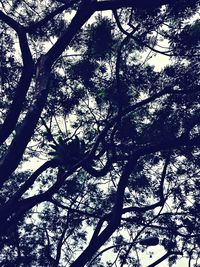 Low angle view of bare trees against sky