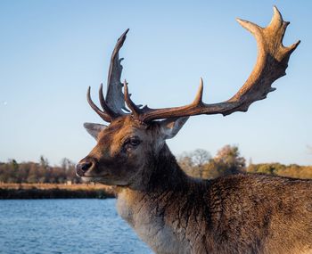 Deer on a field