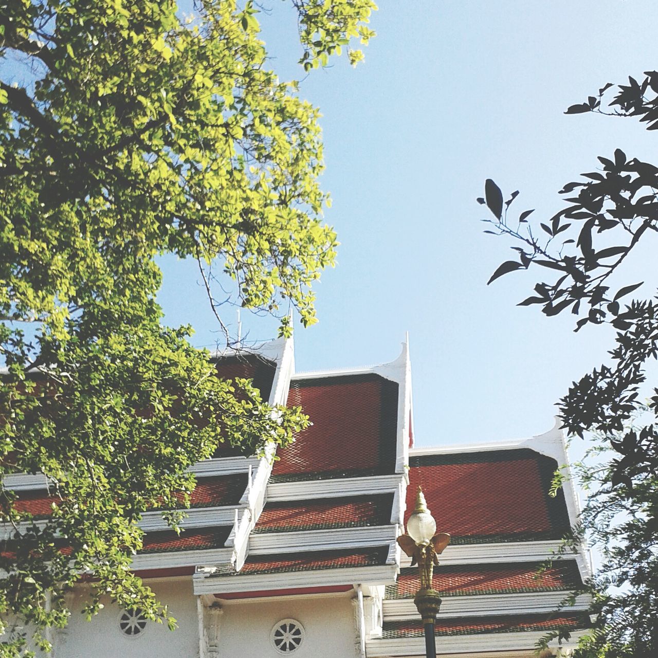 building exterior, built structure, tree, architecture, clear sky, house, low angle view, roof, residential structure, growth, branch, residential building, sky, day, plant, sunlight, outdoors, no people, blue, nature