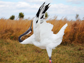 Bird flying against sky