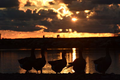 Sunset time with duck family at entella river mouth. lavagna. liguria. italy