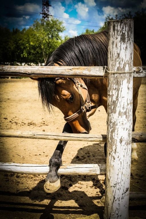 sky, wood - material, fence, rope, one animal, metal, outdoors, day, close-up, tied up, full length, horse, focus on foreground, wooden, wood, animal themes, cloud - sky, sunlight, no people, strength