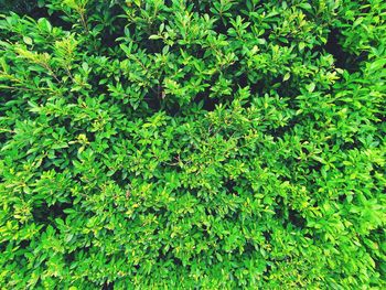 Full frame shot of fresh green plants