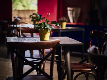 Potted plant on table in restaurant