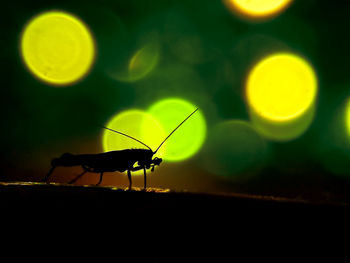 Close-up of insect at sunset