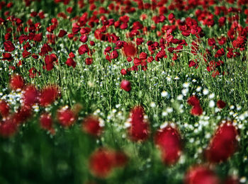 Close-up of red flowering plants on field