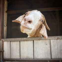 Close-up portrait of rabbit in stable