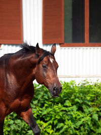 Horse standing in ranch