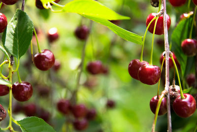 Close-up of red berries growing on tree