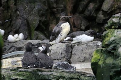 Bird perching on rock