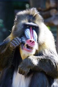 Close-up of mandrill looking away