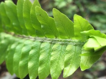 Close-up of leaves