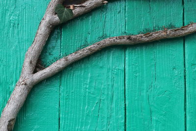 Close-up of branch against green wooden door