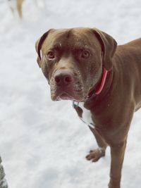 Portrait of a dog