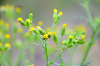 Close-up of little yellow flowering plant