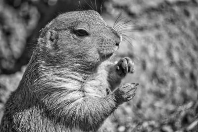 Close-up of squirrel