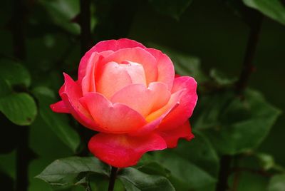 Close-up of pink rose