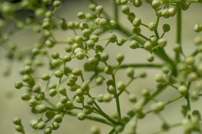 Close-up of fresh green plant