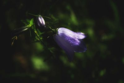 Close-up of purple flower blooming outdoors