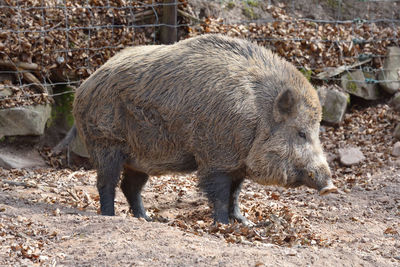 Wild boar standing in a field